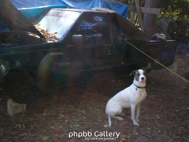junkyard dog