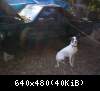 junkyard dog