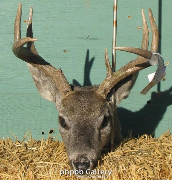 Some Arizona Coues taken by me